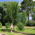 Fraxinus raywoodi