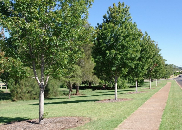 Toowoomba Tree Farms